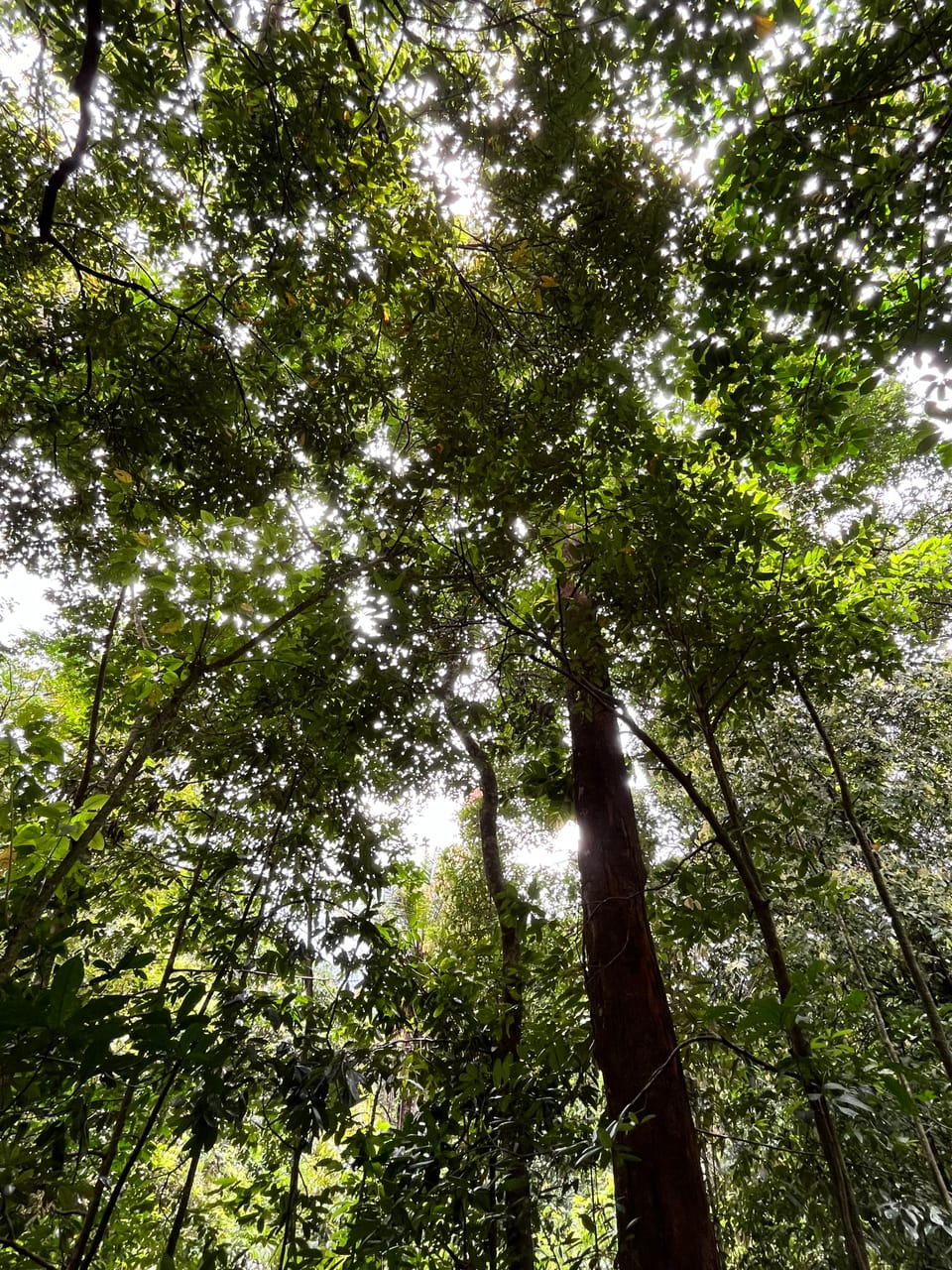 What is flourishing?